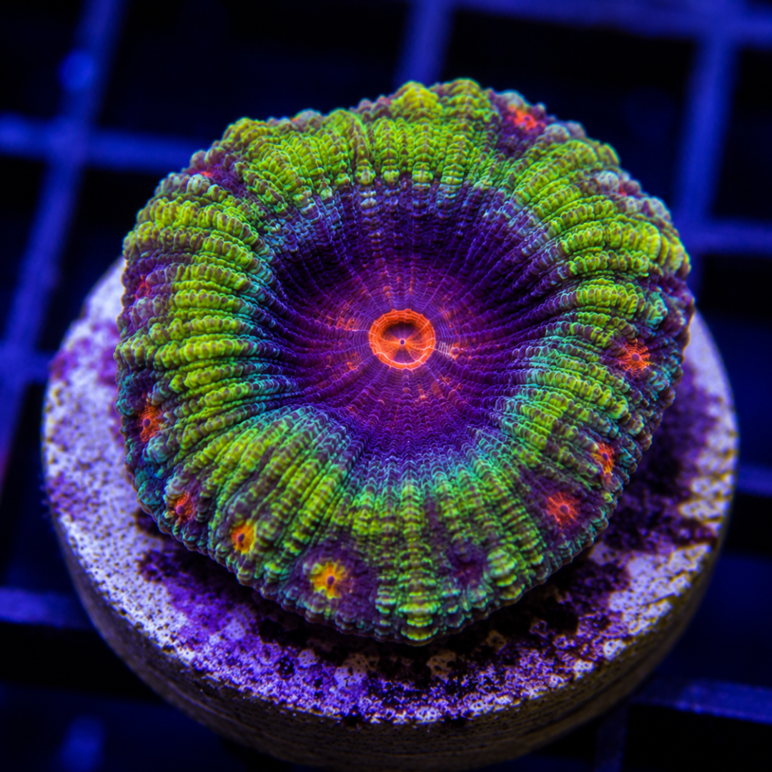 Saltwater Fish & Corals | Big Fish Aquarium — Big Fish Aquarium